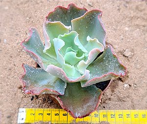 Echeveria curls