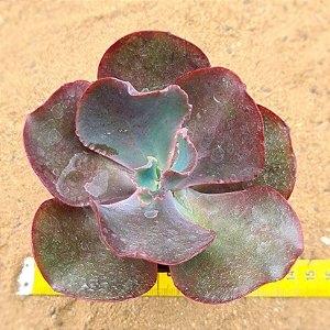 Echeveria chocolate ruffles