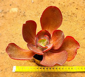 Echeveria chocolate ruffles