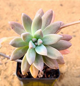 Graptosedum francesco baldi