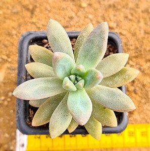 Graptosedum francesco baldi