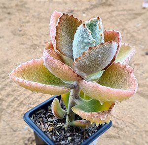 Kalanchoe beharensis fang - "colher-de-pedreiro"