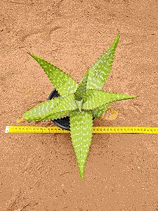Aloe maculata