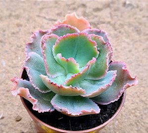 Echeveria virginia lee