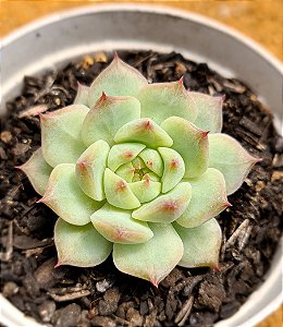 Echeveria elation