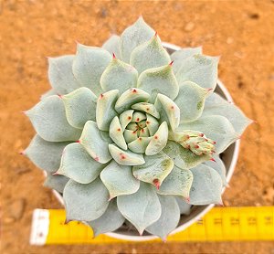 Echeveria elation