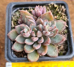 Graptoveria purple dream