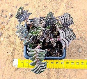 Tradescantia navicularis