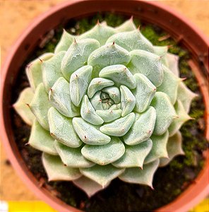 Echeveria sara hime botan