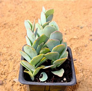 Kalanchoe marnieriana