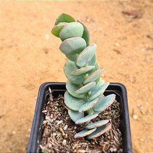 Kalanchoe marnieriana