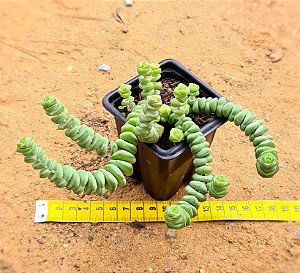 Crassula rupestris ssp. marnieriana