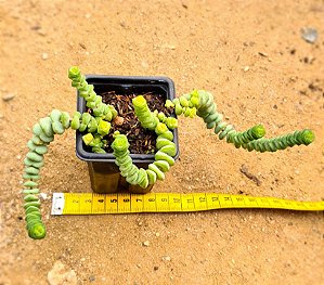 Crassula rupestris ssp. marnieriana