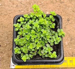 Pilea depressa