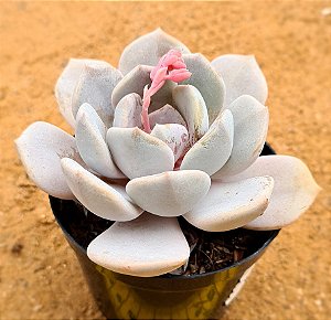 Echeveria asante sana