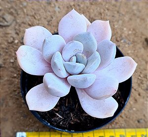 Echeveria asante sana