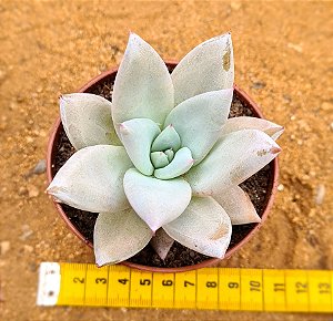 Echeveria mexican giant