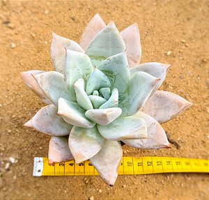 Echeveria mexican giant