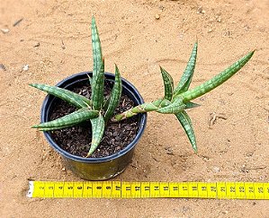 Sansevieria ballyi 'minnie'