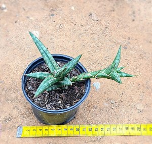 Sansevieria ballyi 'minnie'