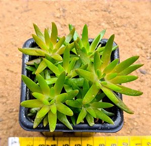 Orostachys japonica