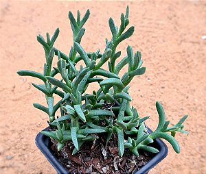 Smicrostigma viride