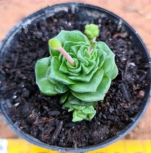 Crassula susannae