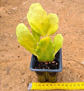 Opuntia brasiliensis