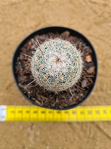 Thelocacatus conothelus v. argenteus