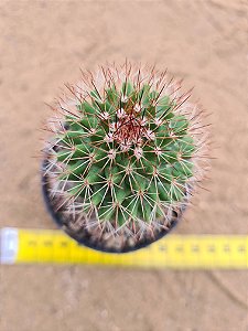 Mammillaria backbergiana