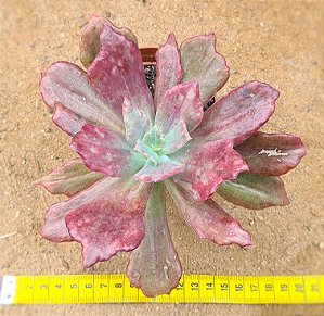 Echeveria diamond state