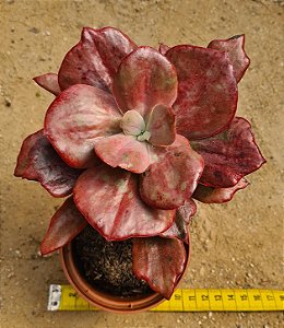 Echeveria diamond state