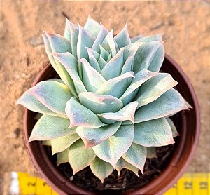 Echeveria lovely queen