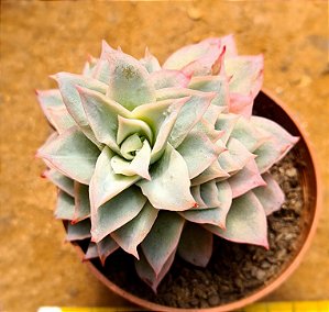 Echeveria lovely queen / boeil rose