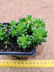Sedum red berry