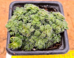 Crassula setulosa
