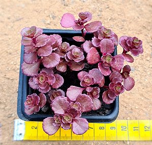 Sedum spurium "voodoo"