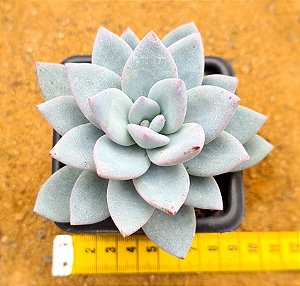 Pachyveria exotic powder puff