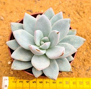 Pachyveria exotic powder puff