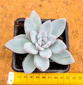 Pachyveria exotic powder puff