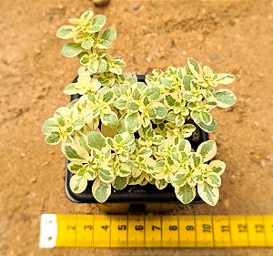 Pilea microphylla 'brilhantina' variegata