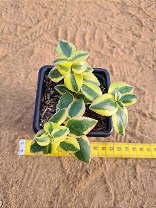 Crassula sarmentosa variegata