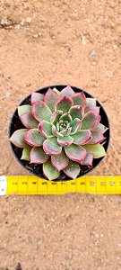 Echeveria etherium