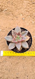 Echeveria grammut