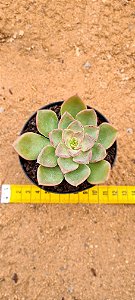 Echeveria noble