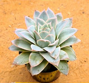 Echeveria boeil rose