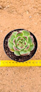 Echeveria aladin