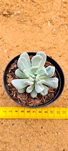 Pachyveria albocarinata