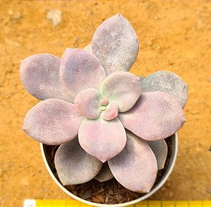 Graptopetalum murasaki