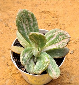Graptopetalum berserk variegata